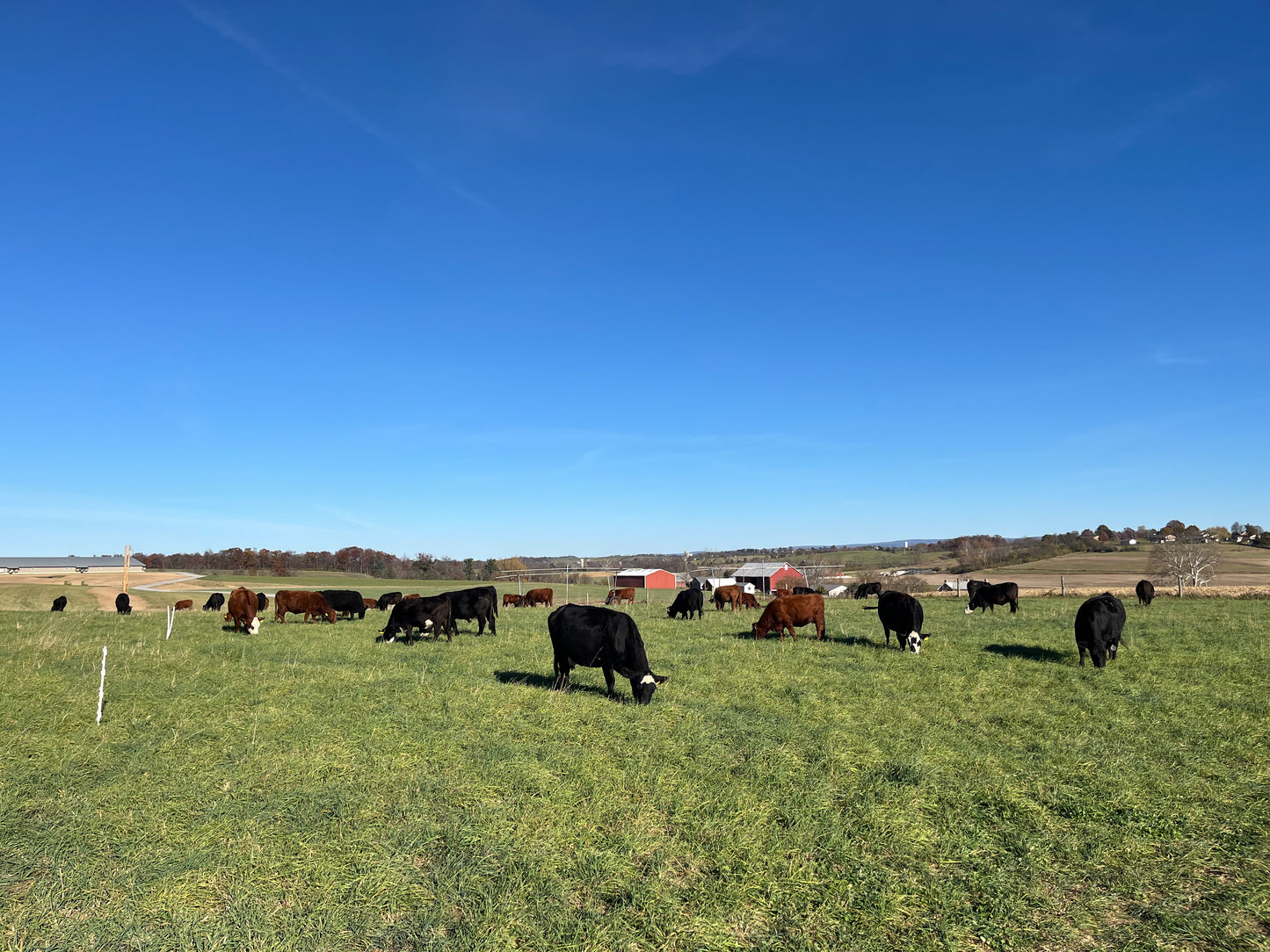 2026 Bulk Beef Deposit