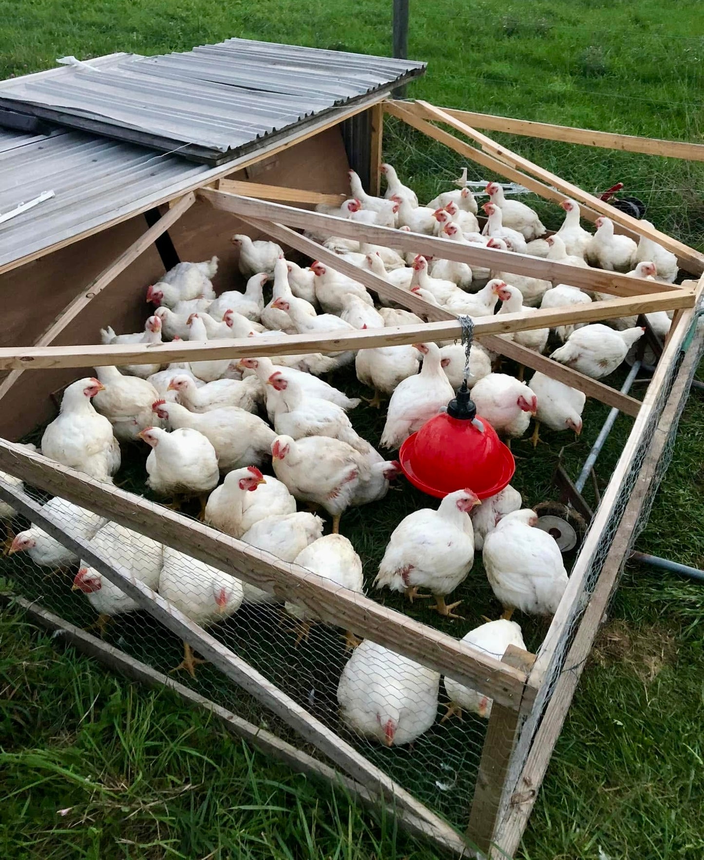 2025 Custom Exempt Chicken, DEPOSIT ONLY