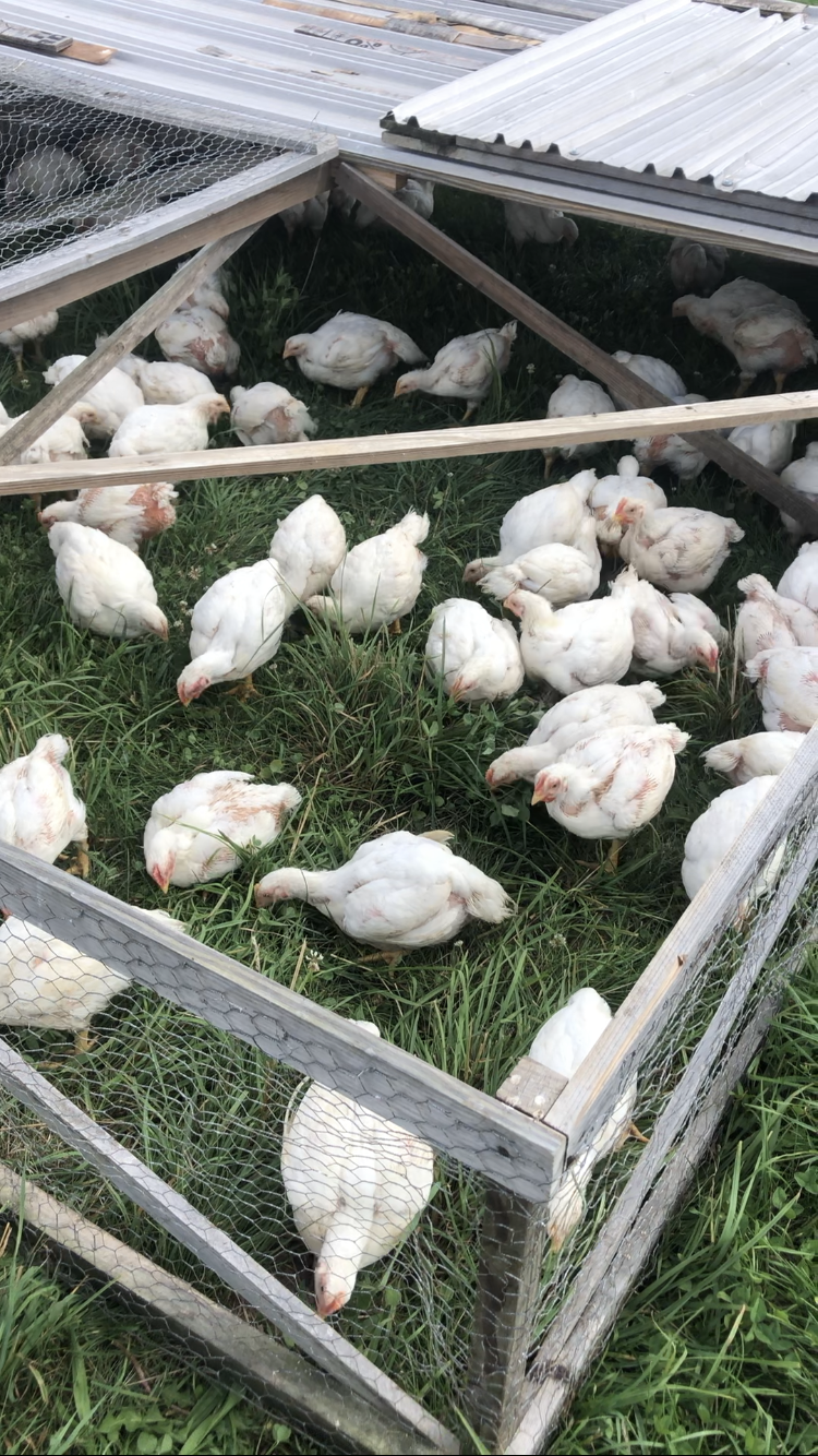 2025 Custom Exempt Chicken, DEPOSIT ONLY