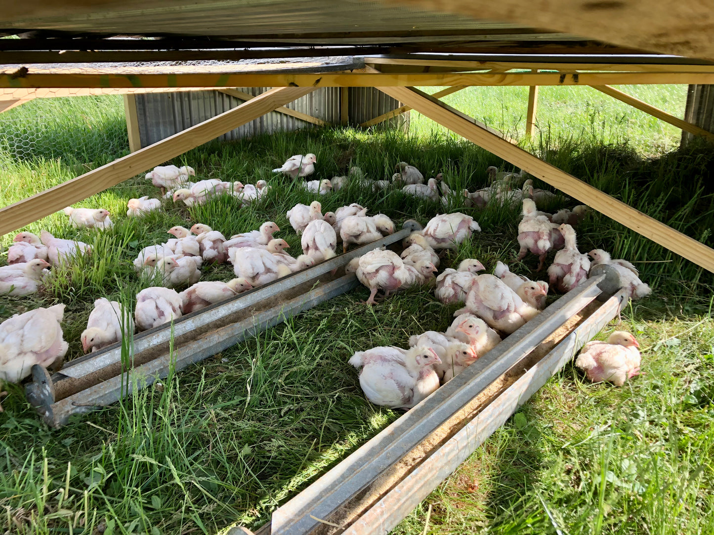 2025 Custom Exempt Chicken, DEPOSIT ONLY
