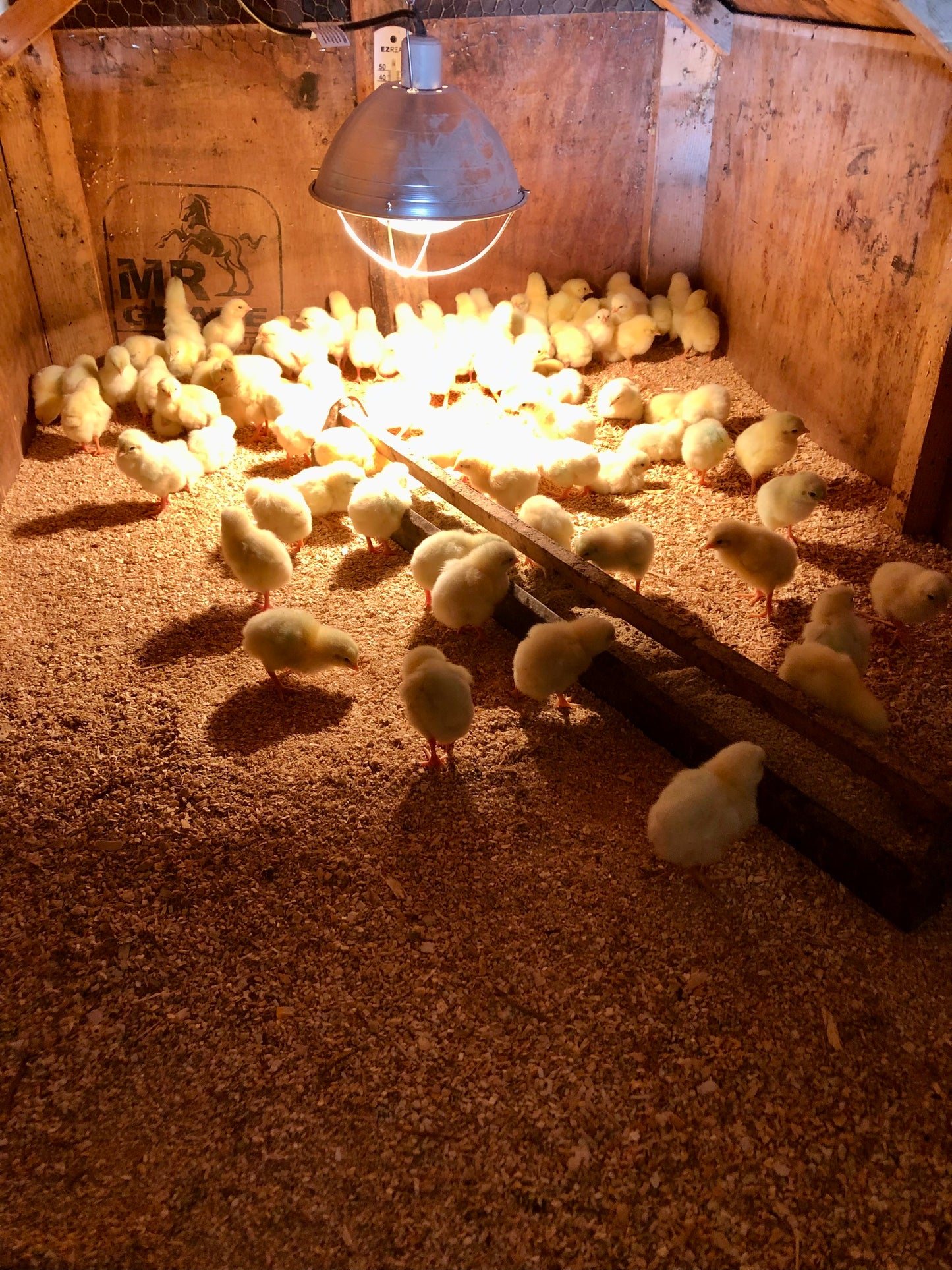 2025 Custom Exempt Chicken, DEPOSIT ONLY