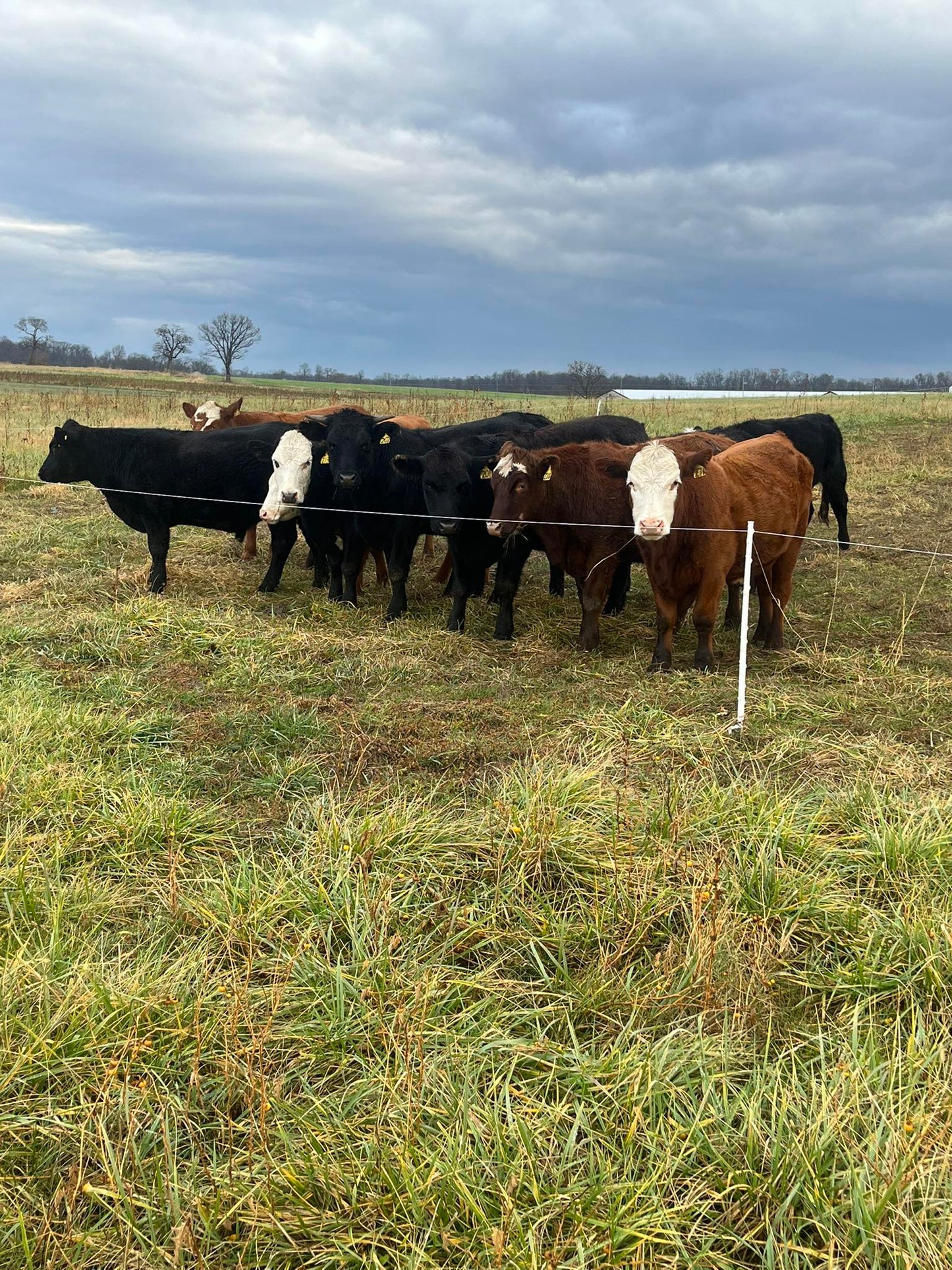 1/8 Beef Bundle 50lbs